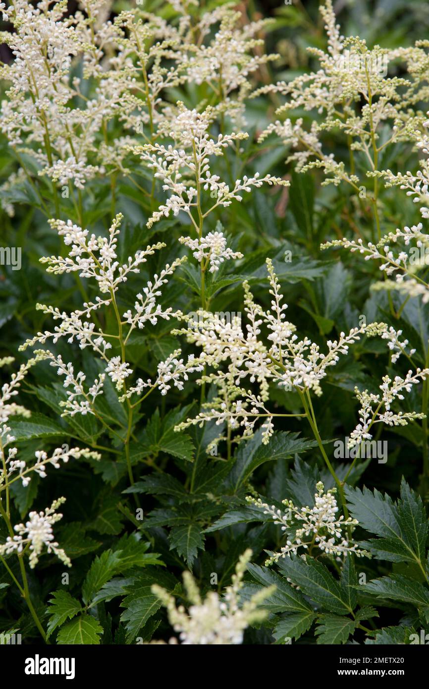 Astilbe Thunbergii Stockfoto