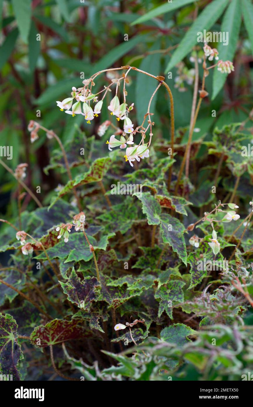 Begonia „Burgundy Velvet“ Stockfoto