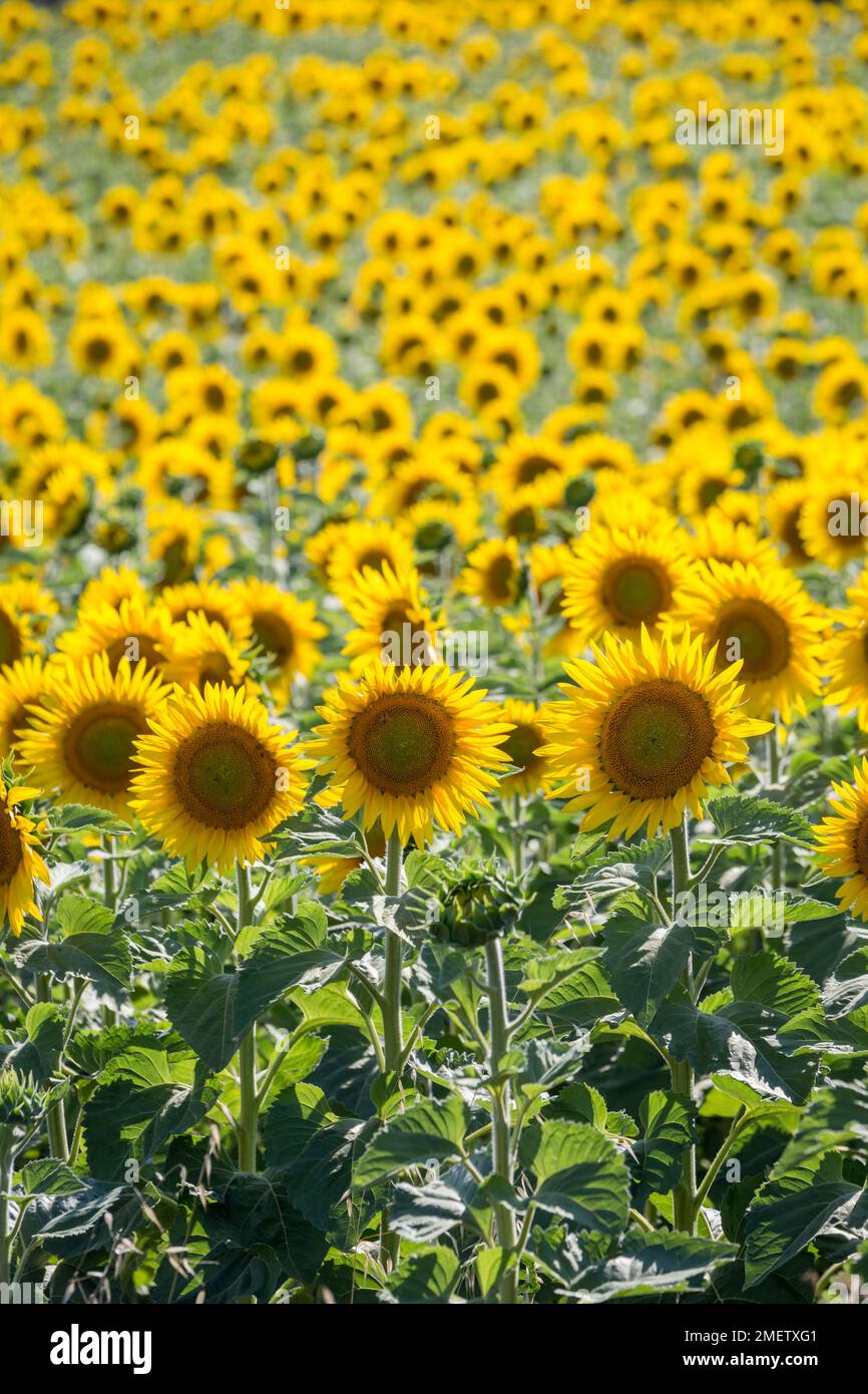 Blühende Sonnenblumen im Sonnenblumenfeld im Sommer, Toskana, Italien. Stockfoto