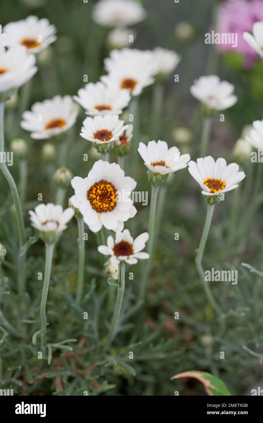 Rhodanthemum „African Eyes“ Stockfoto