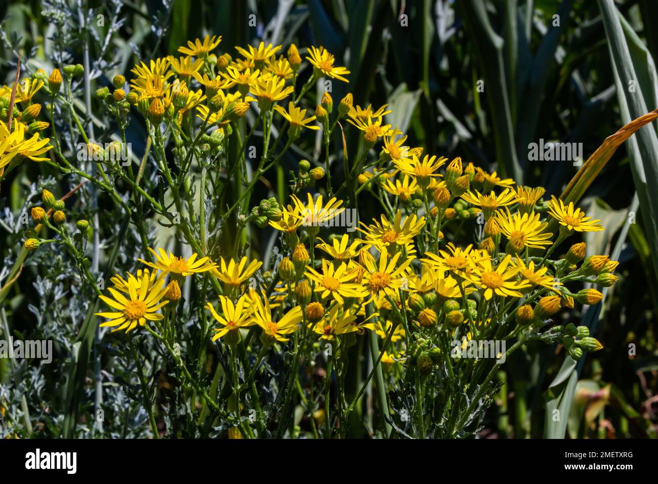 Gelb blühende Pflanzen von Ragwort, Jacobaea vulgaris am frühen Morgen am sonnigen Tag mit blauem Himmel in der Sommersaison Nahaufnahme. Stockfoto