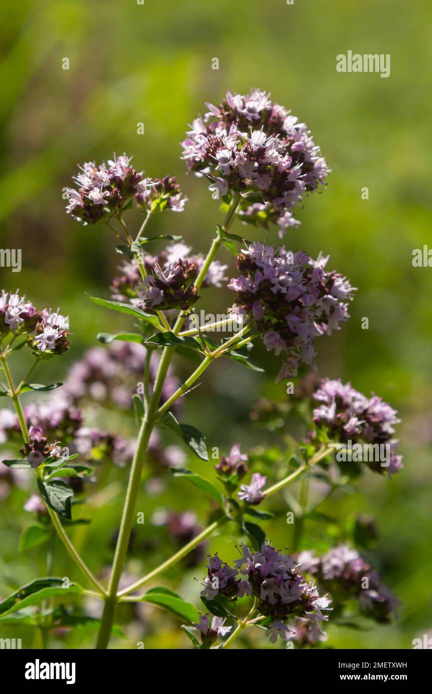 Nahaufnahme der pinken und lilafarbenen Blütenköpfe des blühenden Oreganos, origanum vulgare. Ausgewählter Fokus, unscharfer Hintergrund. Stockfoto