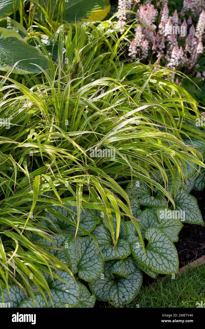 Hakonechola marca albo striata Stockfoto