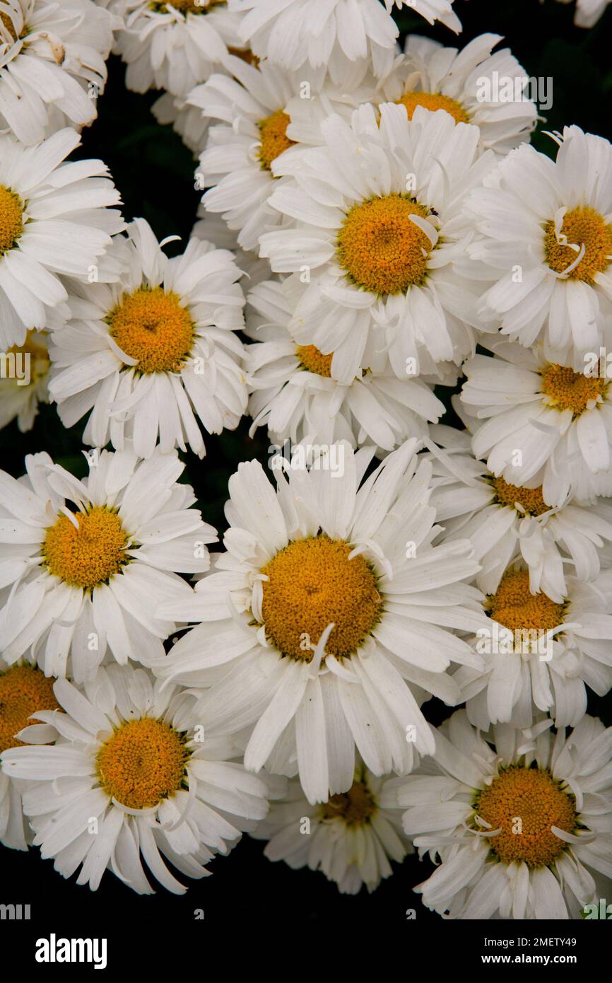 Leucanthemum   Superbum Freak! Stockfoto