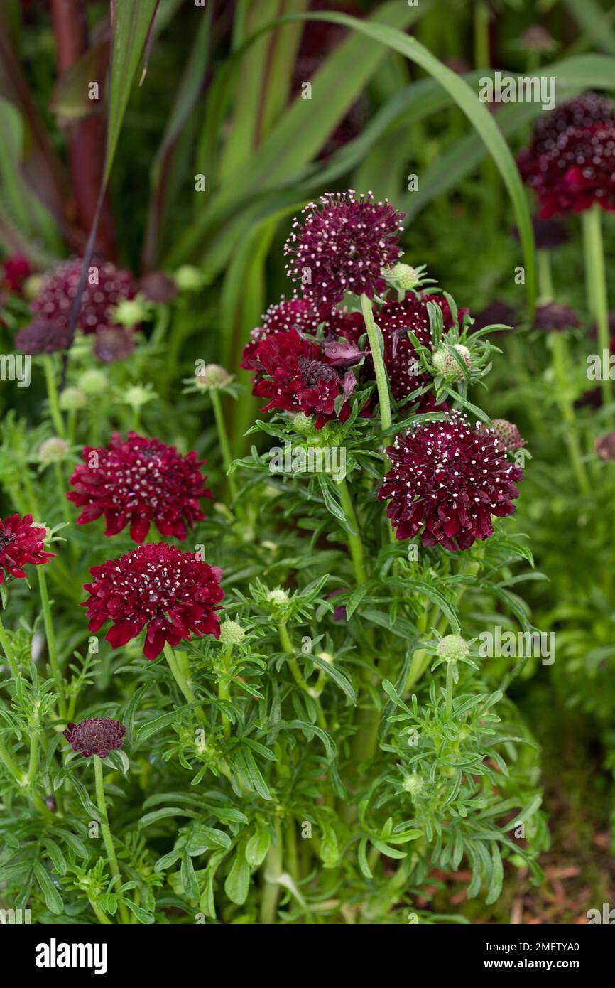 Scabiosa „Black Pompom“ Stockfoto