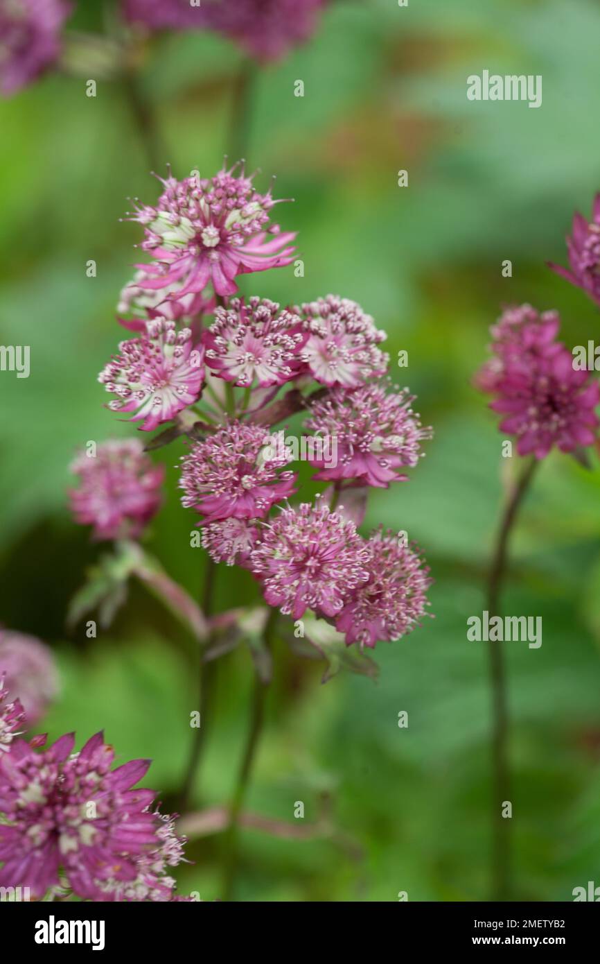 Astrantia Major Abbey Road CHECK Stockfoto