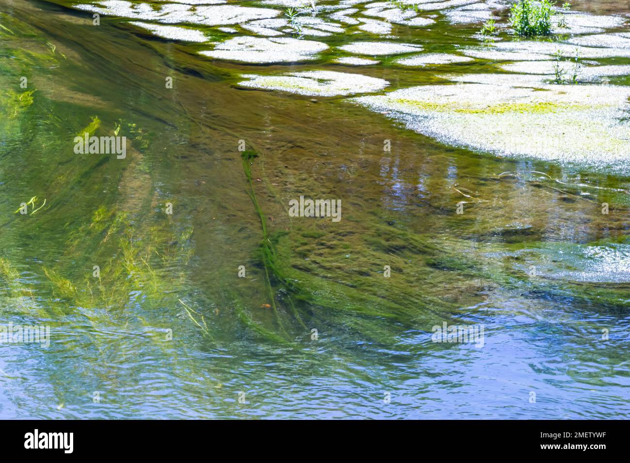 Seetang im Fluss im Sommer, sonniger Tag. Draufsicht. Stockfoto