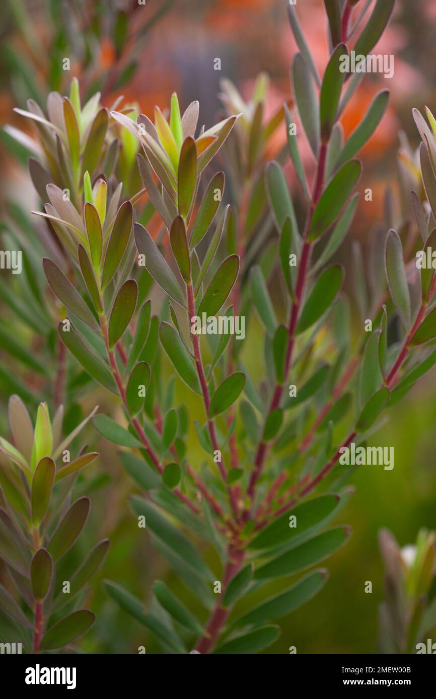 Leucadendron 'Safari Sunset' Stockfoto