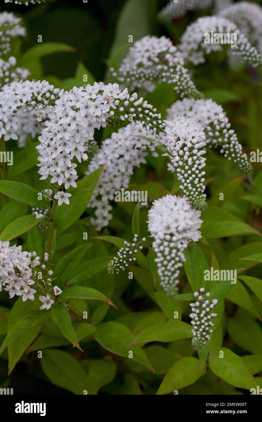 Lysimachia clethroides Stockfoto