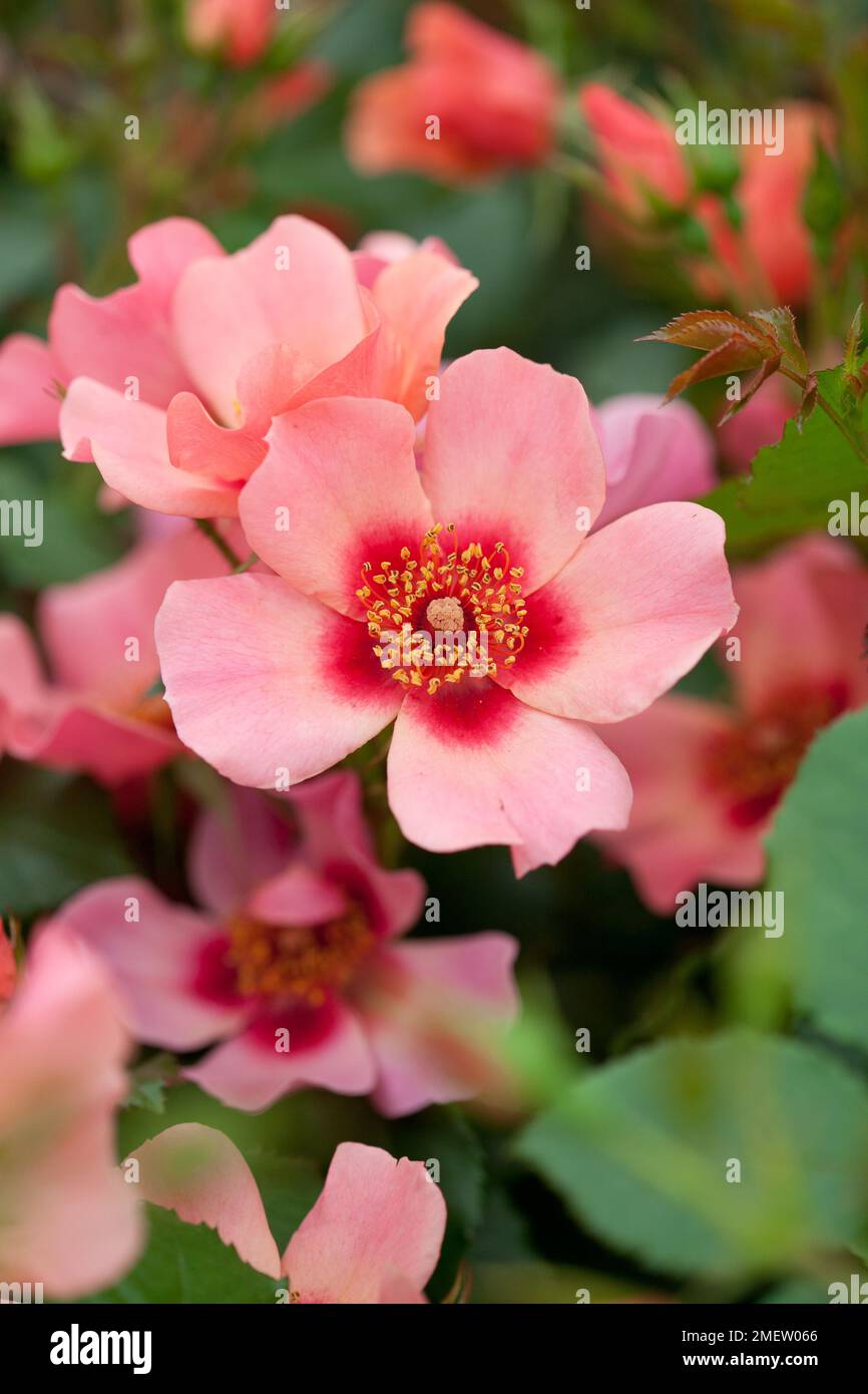 Rosa nur für Ihre Augen = 'Cheweyesup' NICHT SICHER Stockfoto