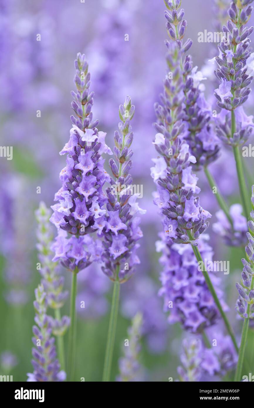 Lavandula intermedia „Sussex“ Stockfoto