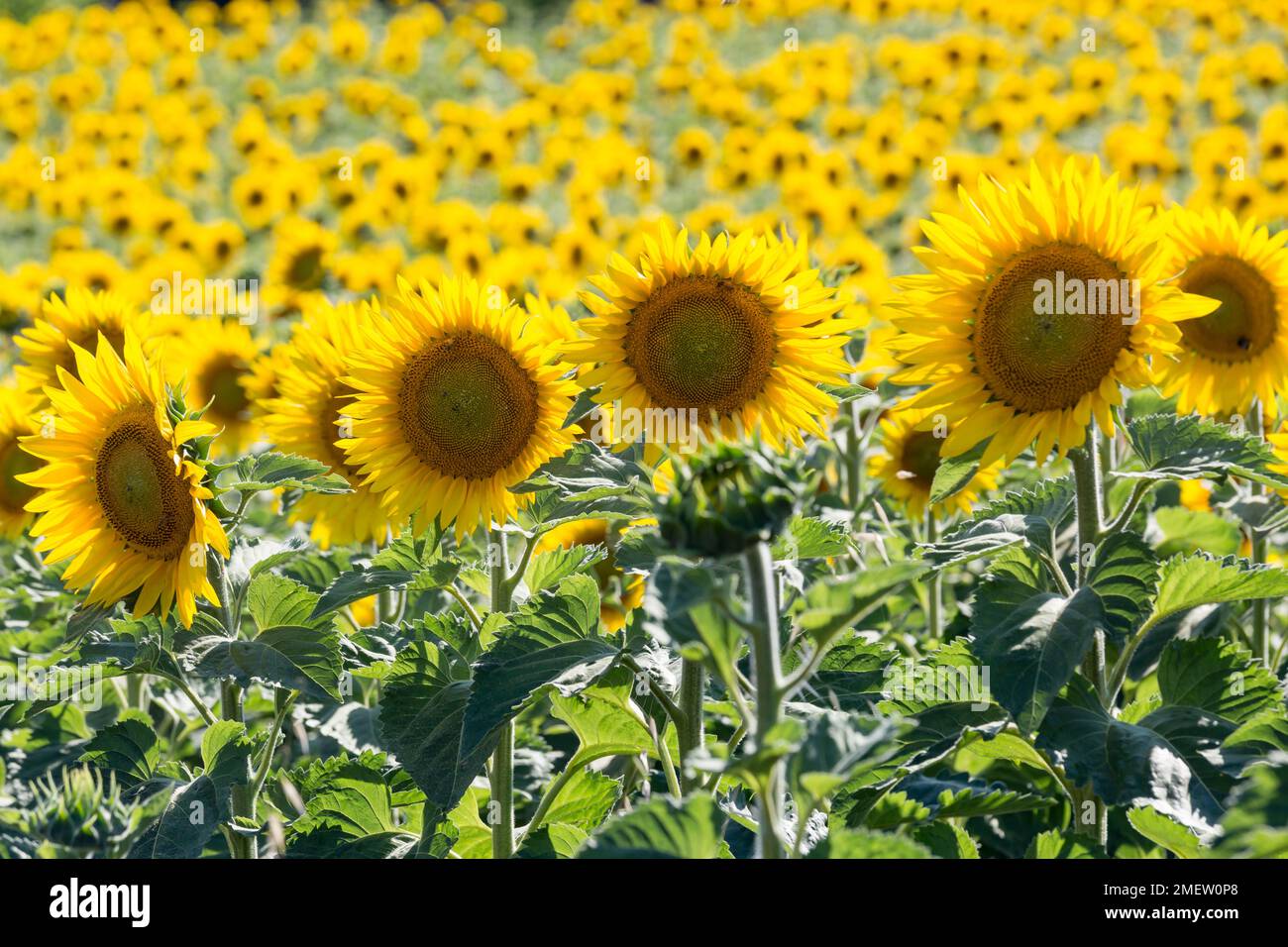 Blühende Sonnenblumen im Sonnenblumenfeld im Sommer, Toskana, Italien. Stockfoto