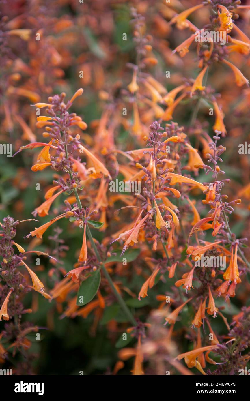 Wildform "Apricot Sprite" Stockfoto