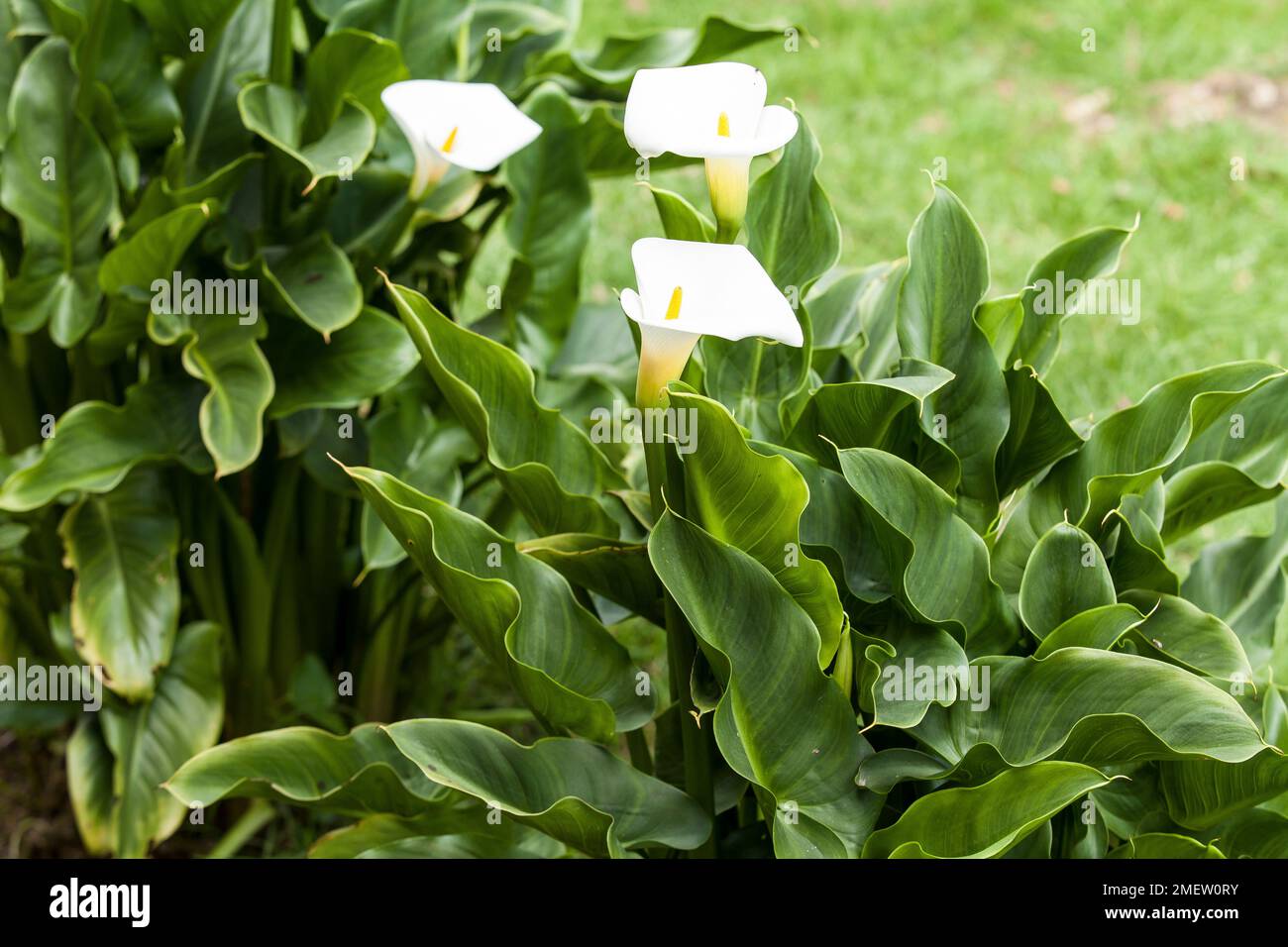 Calla-Blüten Äthiopiens oder weiße Patrone - Zantedeschia aethiopica; auch bekannt als Kannenblume. Stockfoto