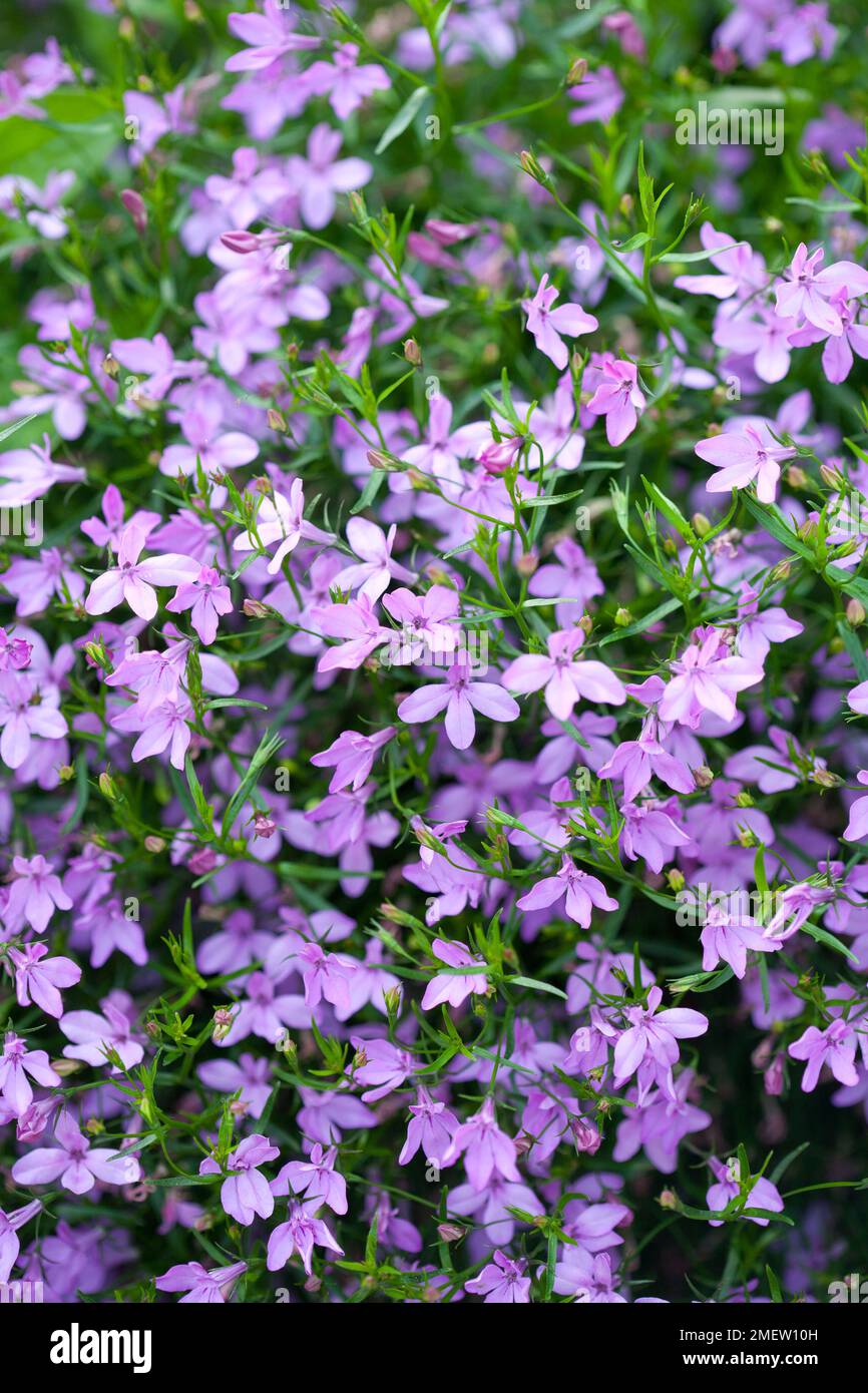 Lobelia erinus Waterfall Serie „Lavender“ Stockfoto