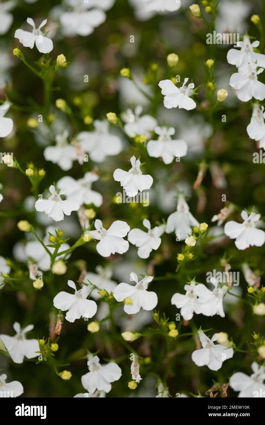 Serie Lobelia erinus Waterfall „White Sparkle“ Stockfoto