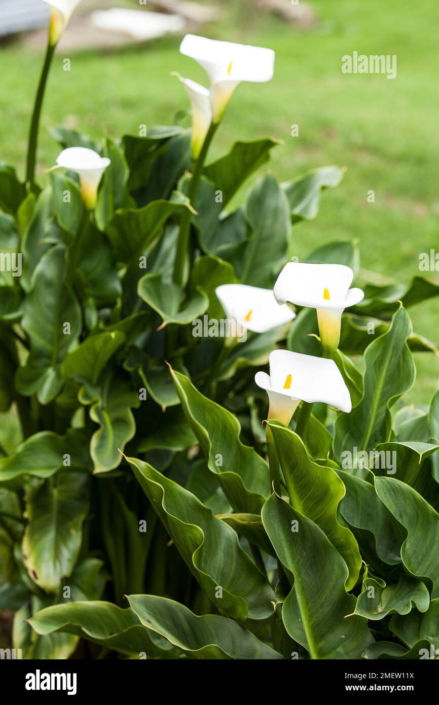 Calla-Blüten Äthiopiens oder weiße Patrone - Zantedeschia aethiopica; auch bekannt als Kannenblume. Stockfoto
