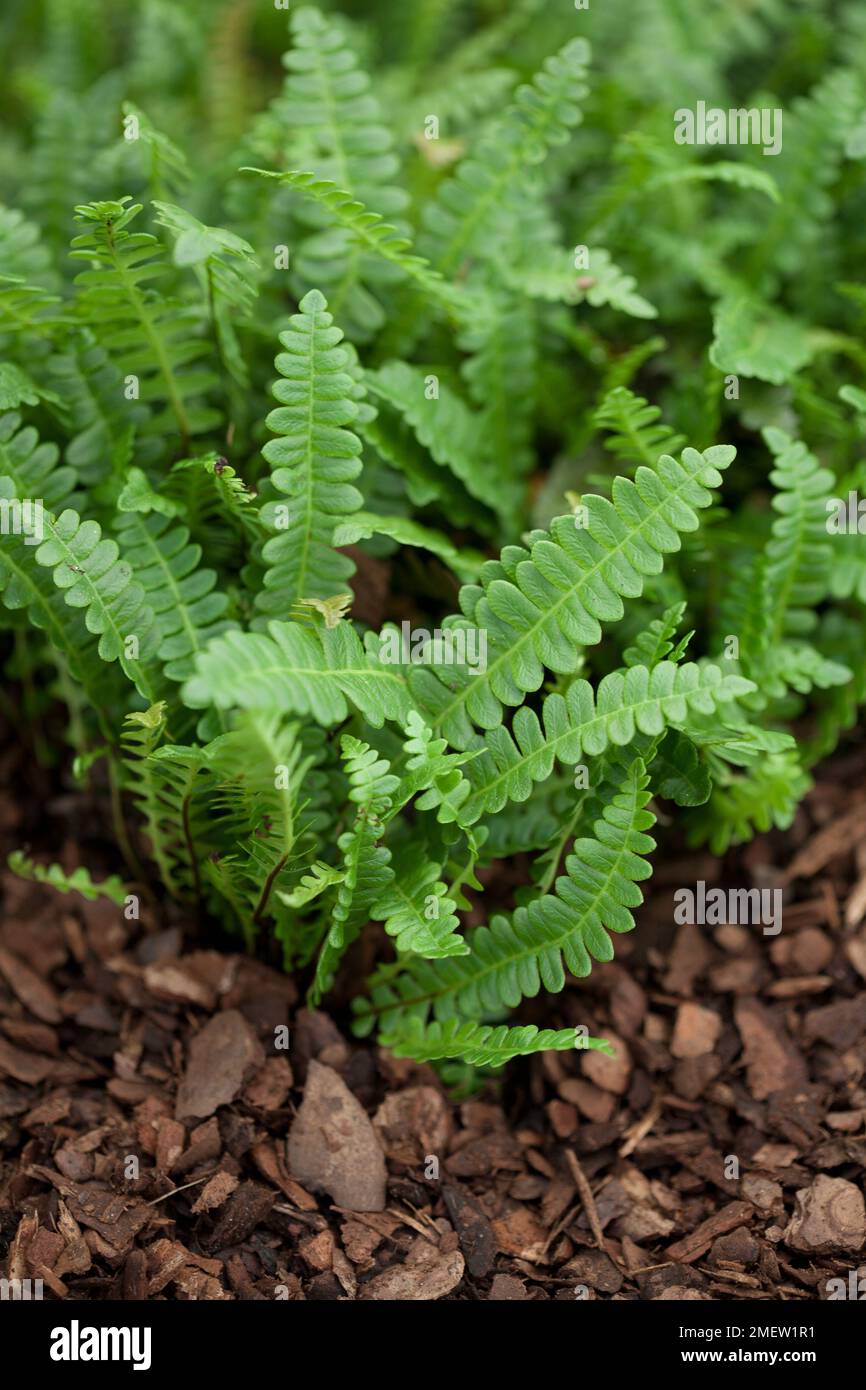 Blechnum penna-Marina NICHT SICHER Stockfoto