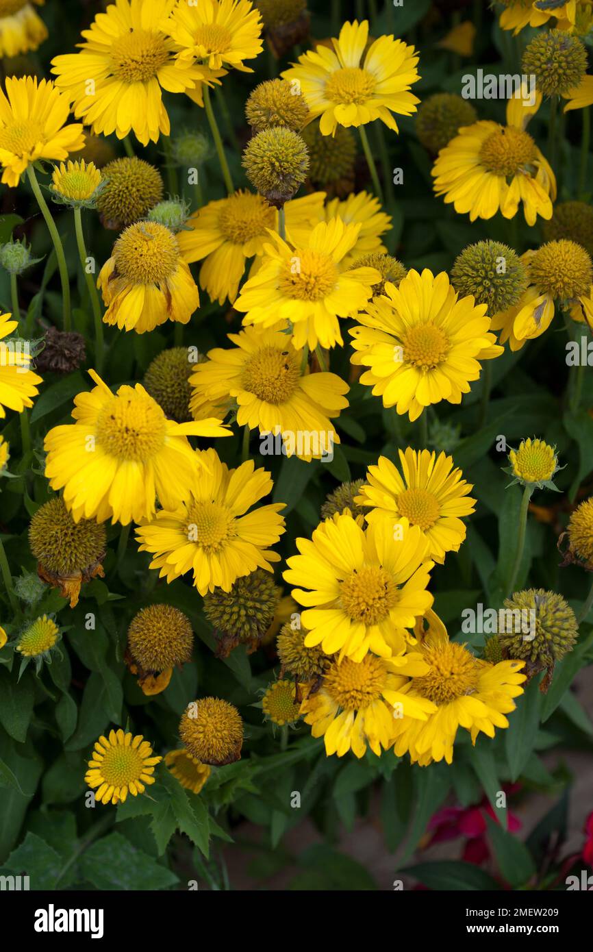 Gaillardia Mesa Gelb Stockfoto