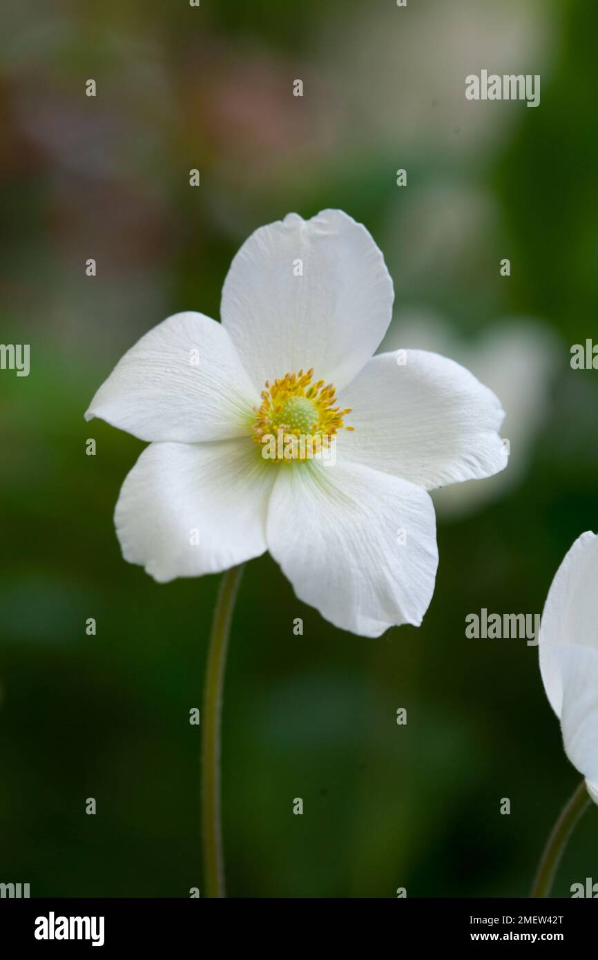 Anemone sylvestris Stockfoto