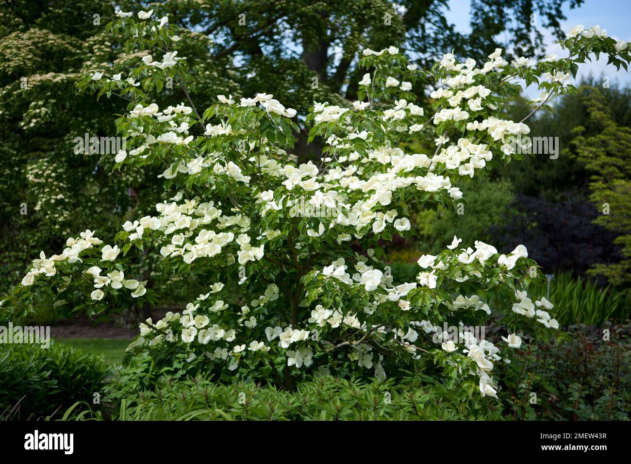 Cornus Venus 'Kn30-8'84 Stockfoto