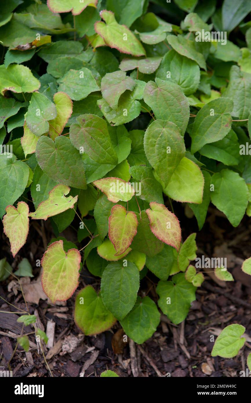 Epimedium davidii Stockfoto