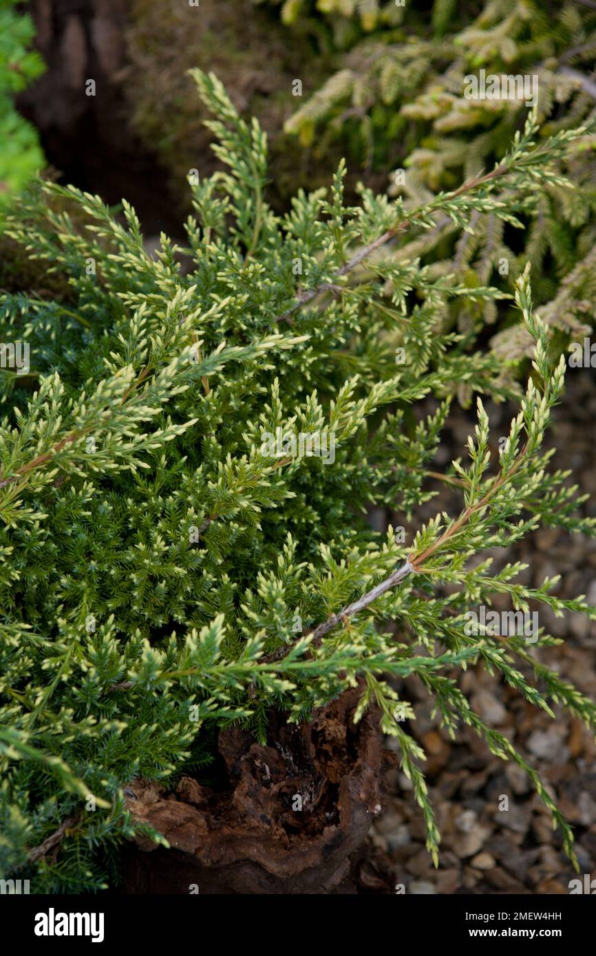 Juniperus squamata „Dream Joy“ Stockfoto