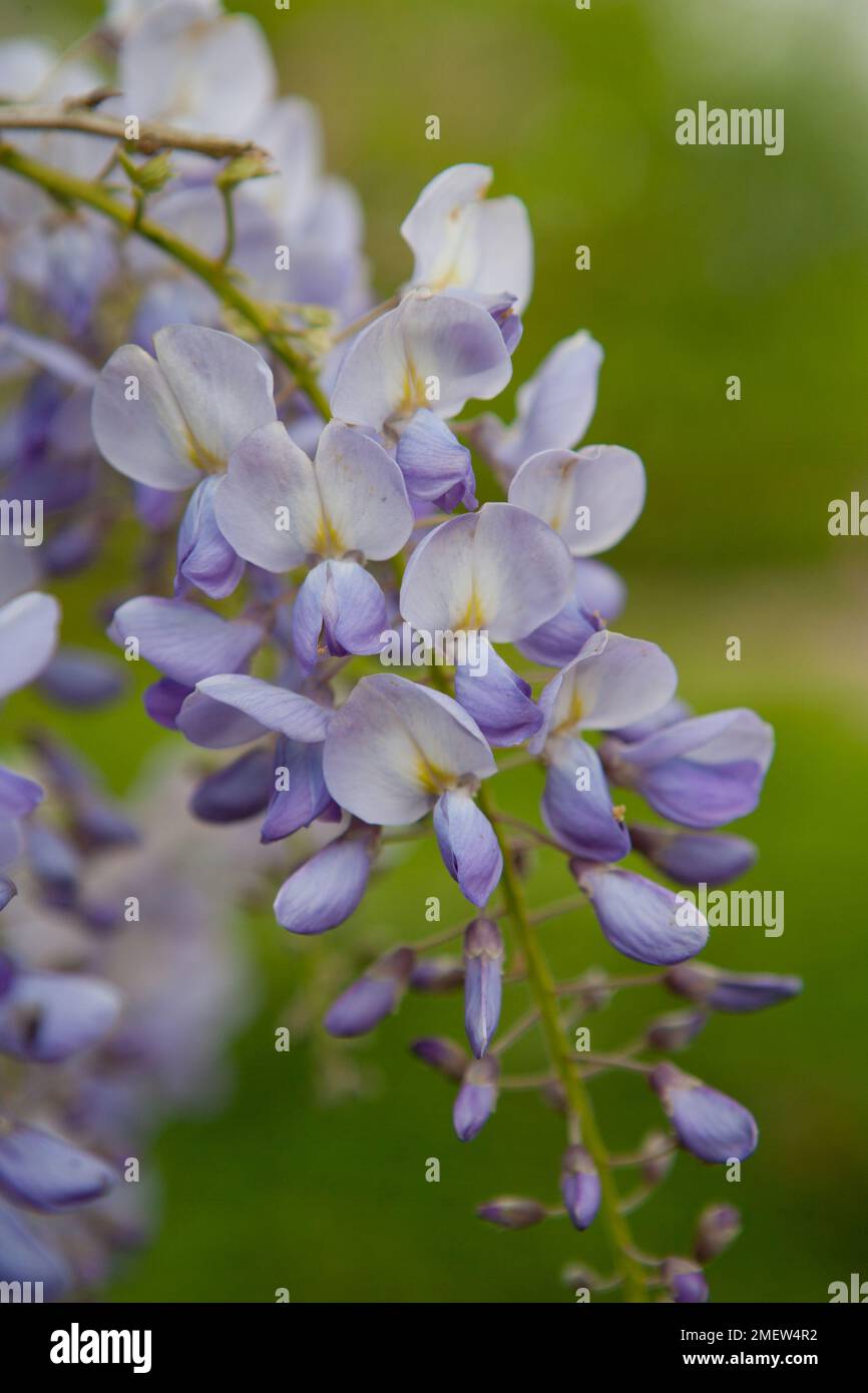 Wisteria Sinensis "Prolific" Stockfoto