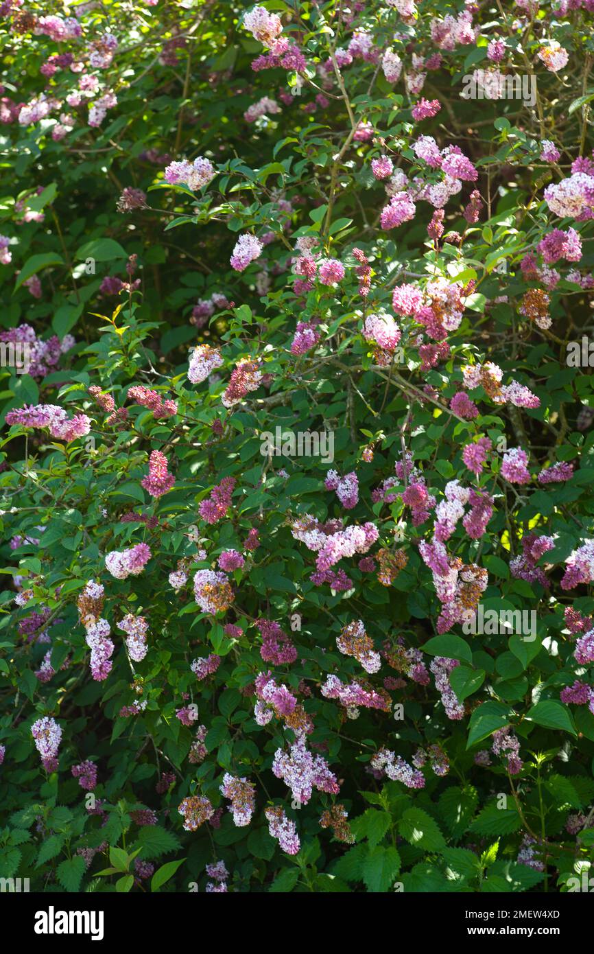 Syringa x hyacinthiflora „Alice Eastwood“ Stockfoto