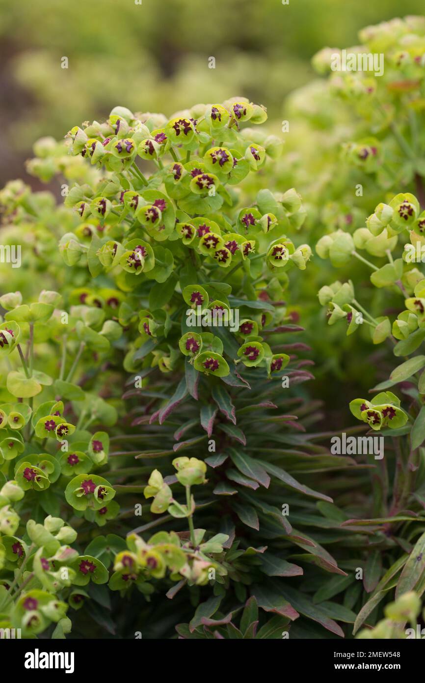 Euphorbia x martini „Baby Charm“ Stockfoto