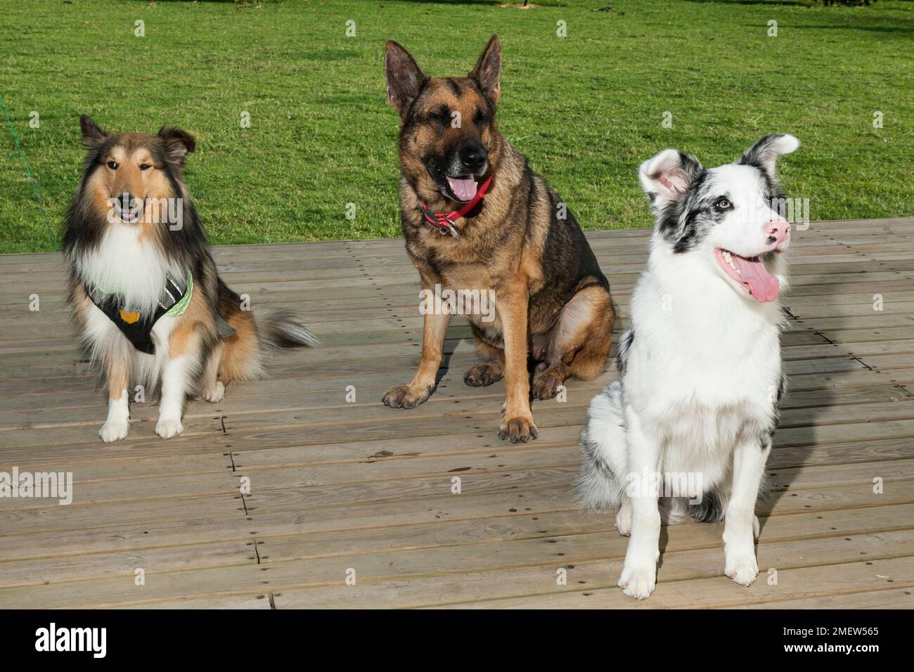 Haustier; drei verschiedene Hunde, die einander gegenübersitzen. Stockfoto