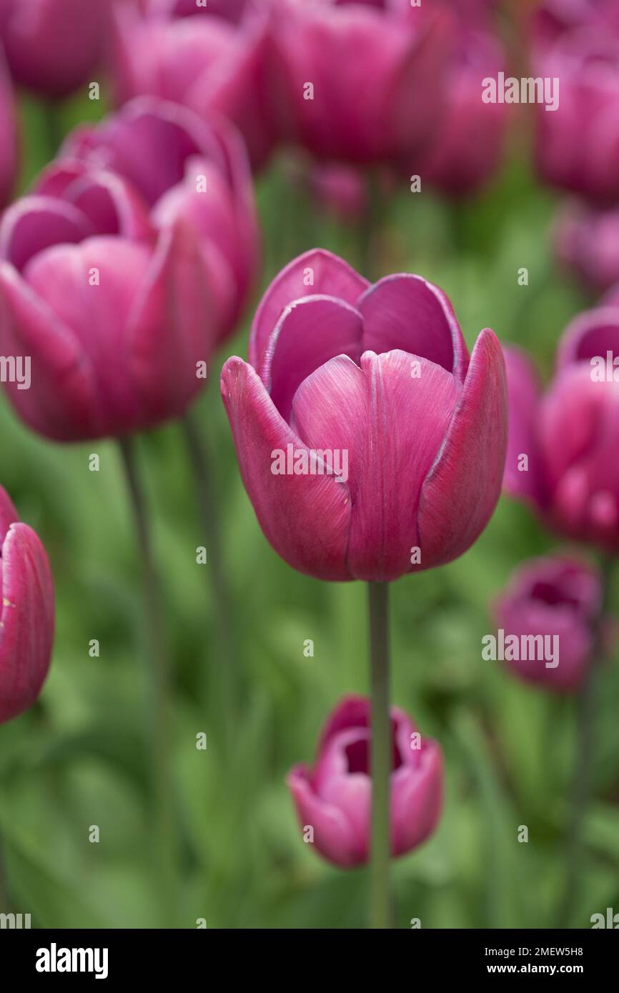 Tulipa „Blue Ribbon“ Stockfoto