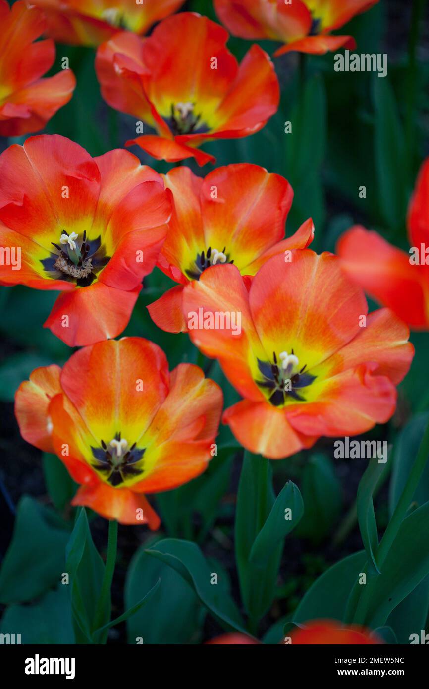 Tulipa „American Dream“ Stockfoto