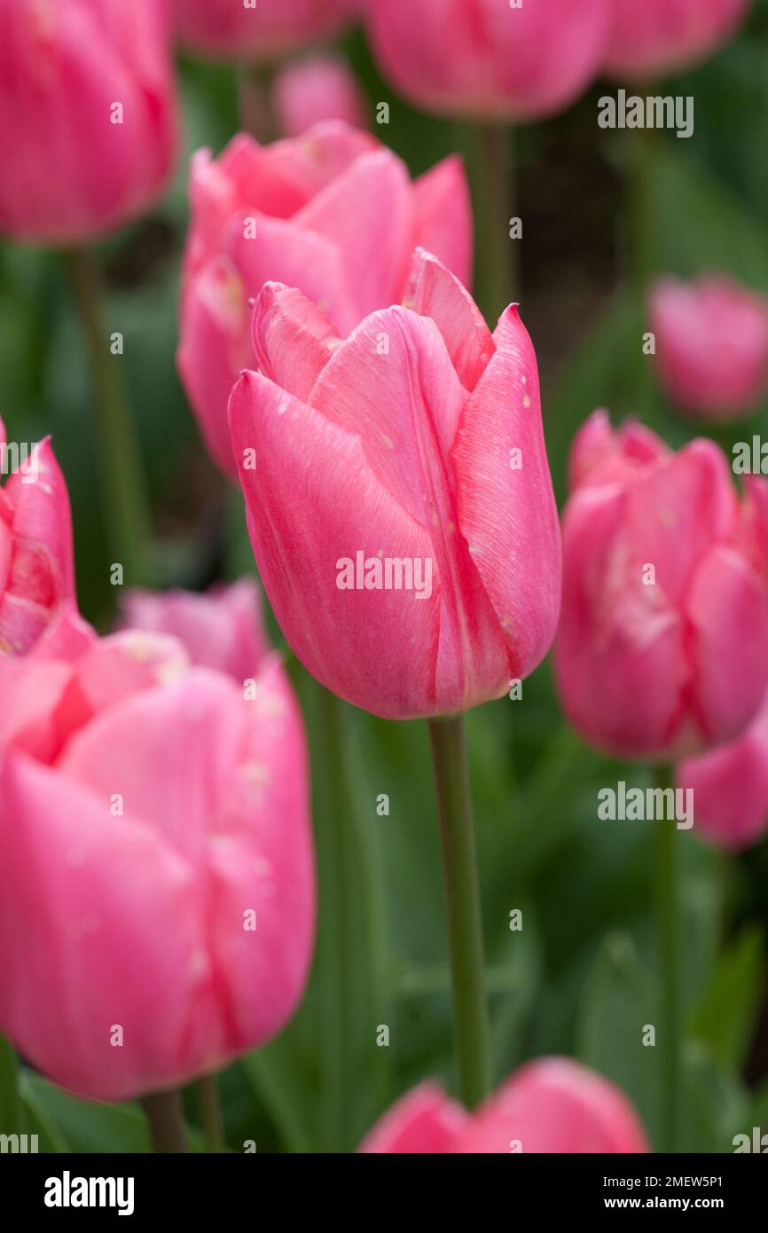 Tulipa 'Christmas Dream' Stockfoto