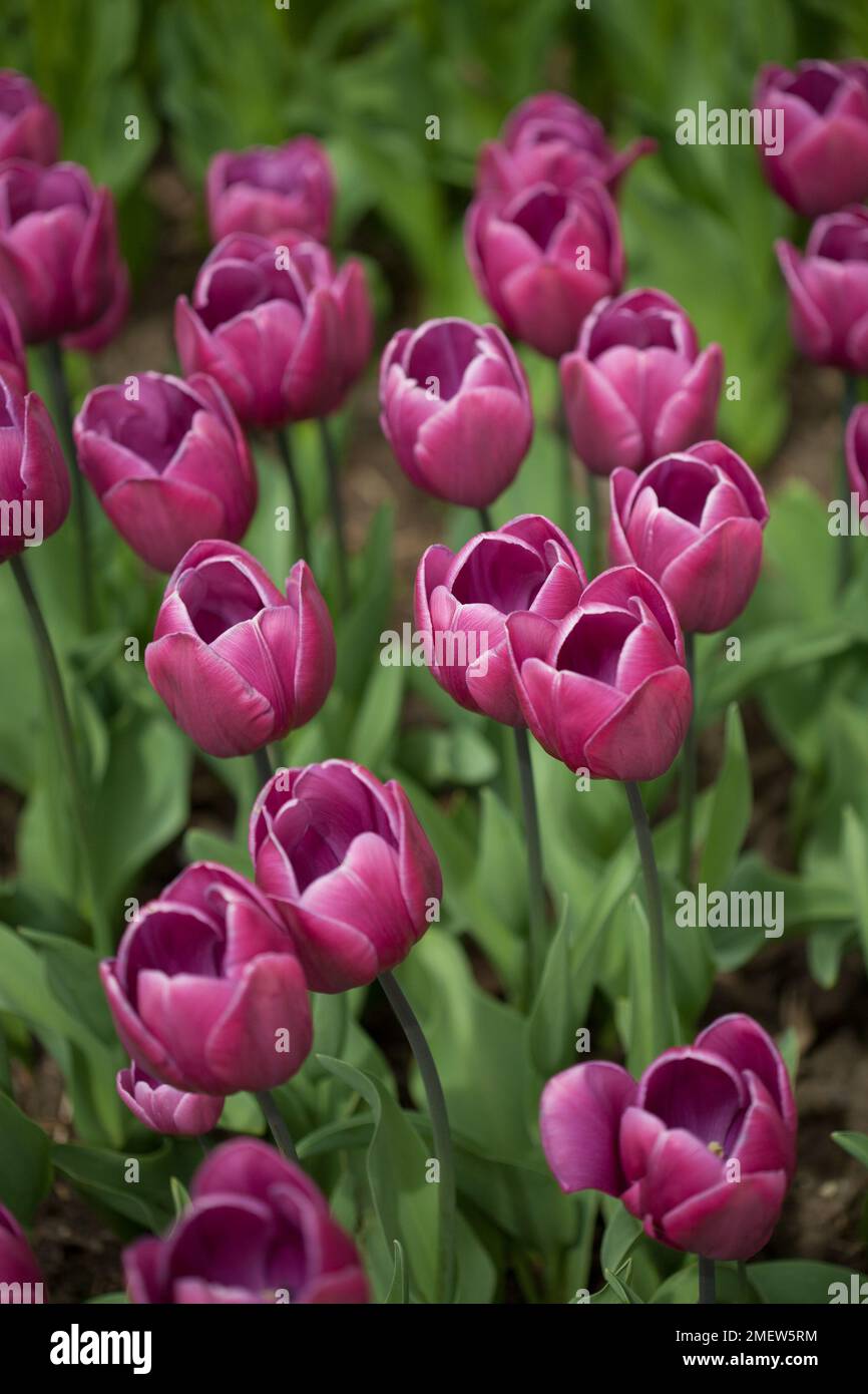 Tulipa „Blue Ribbon“ Stockfoto