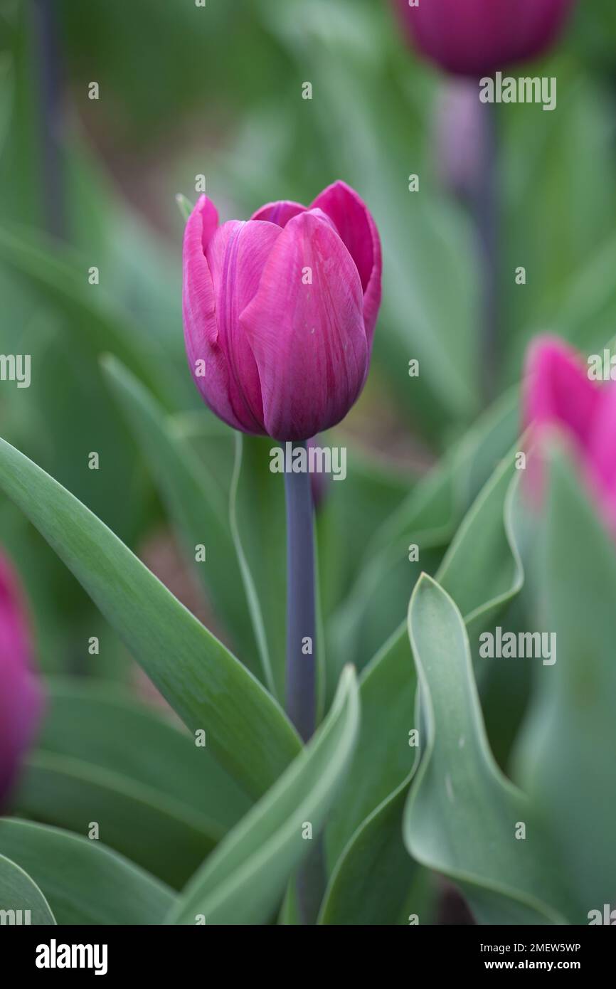 Tulipa „Blue Ribbon“ Stockfoto