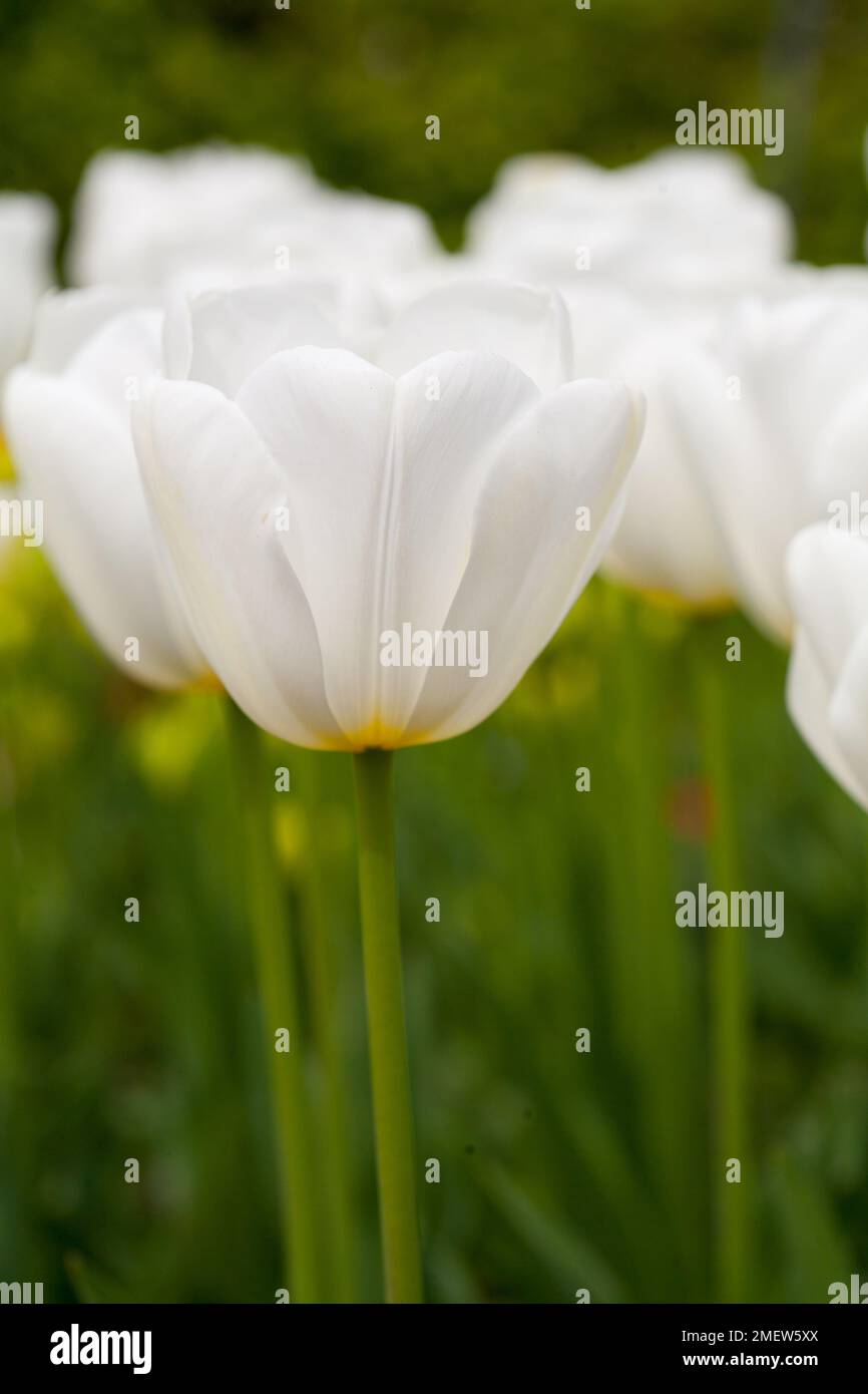 Tulipa „Angels Wish“ Stockfoto