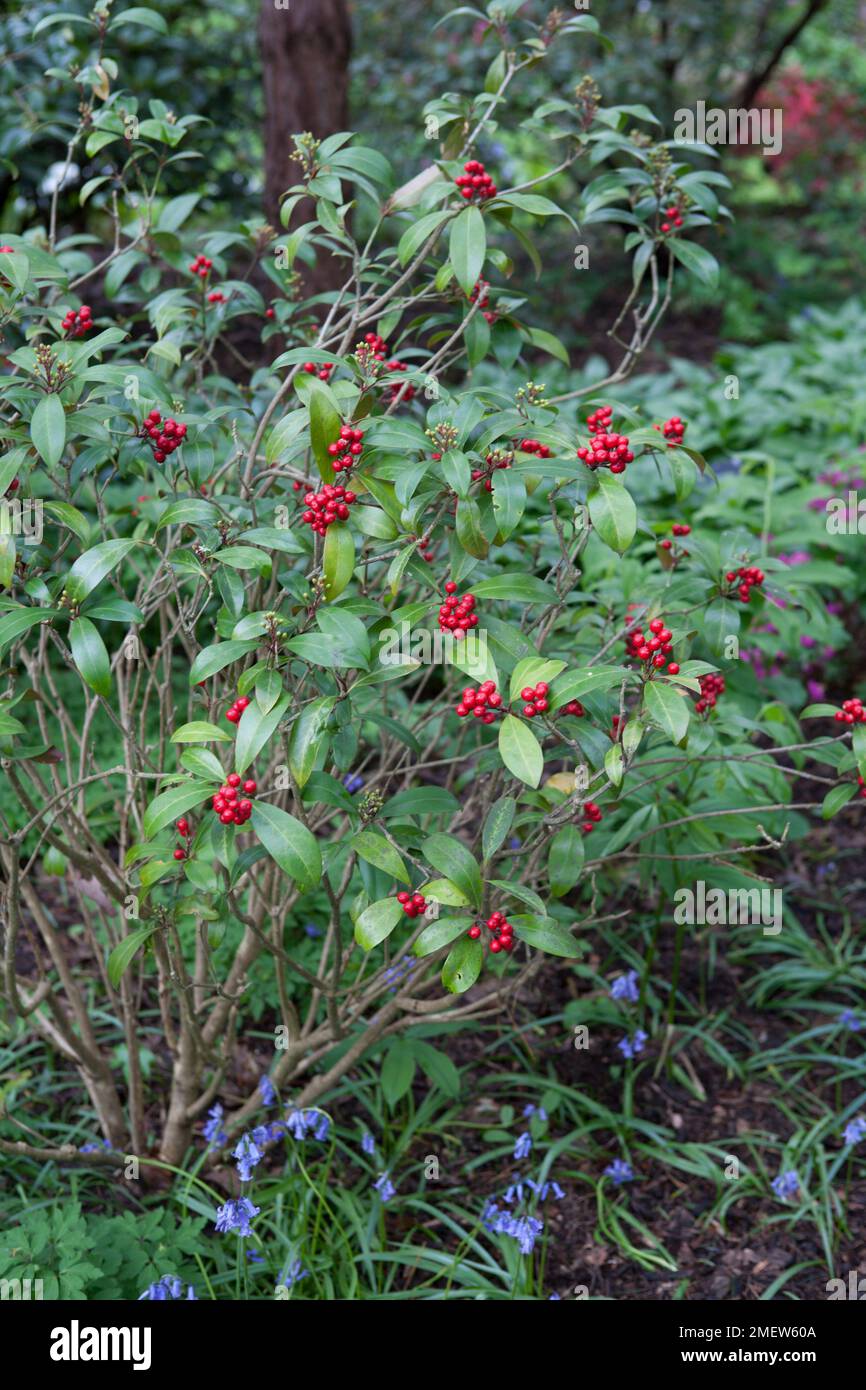 Skimmia Japonica Subspecies Reevesiana "Chilan Choice" Stockfoto