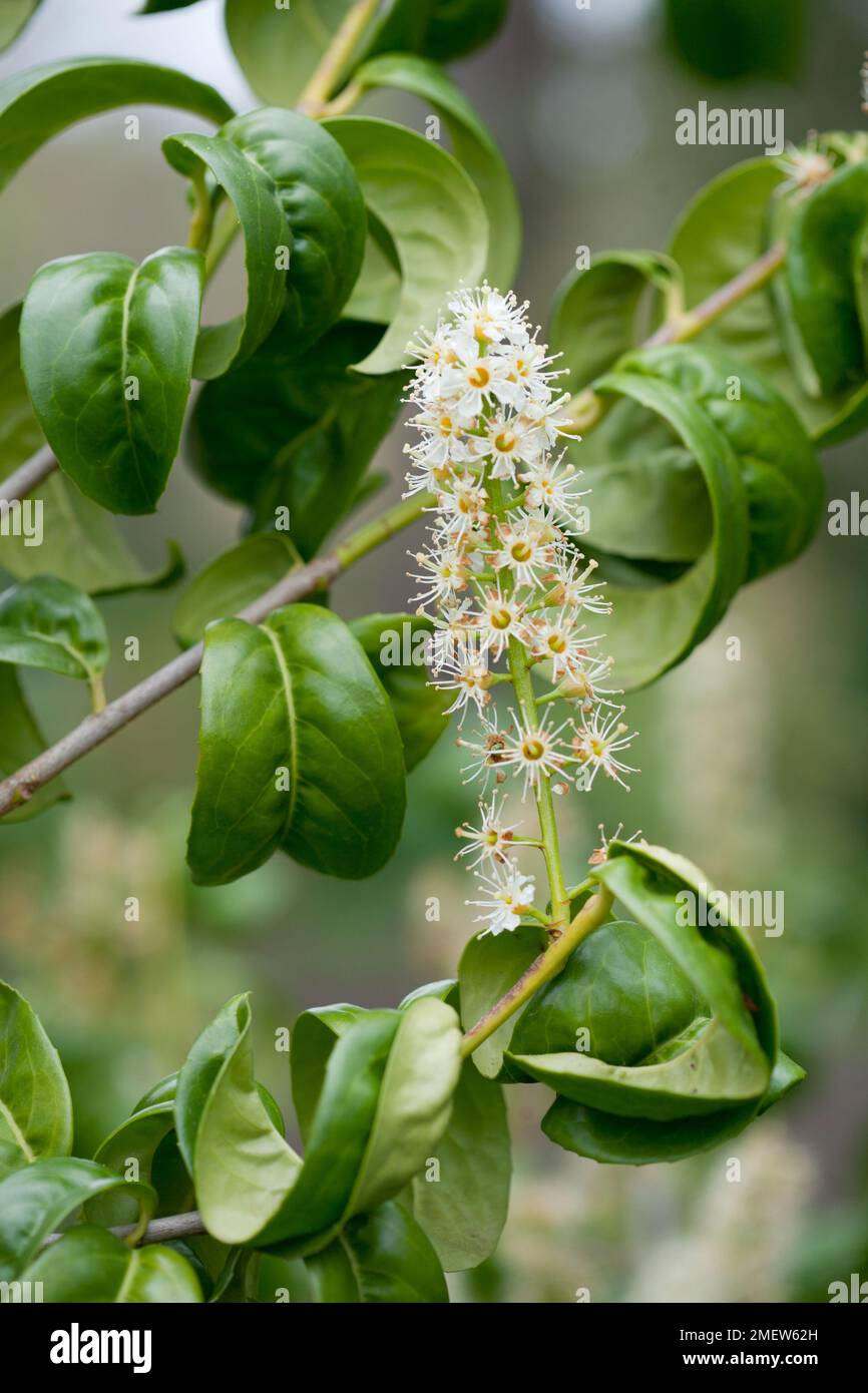 Prunus laurocerasus 'Rotundifolia' Stockfoto
