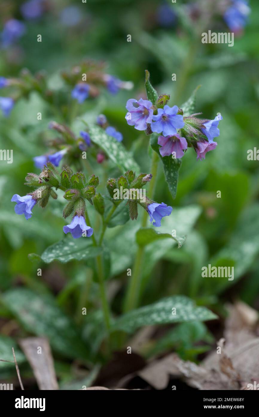 Pulmonaria Longifolia "Ankum" Stockfoto