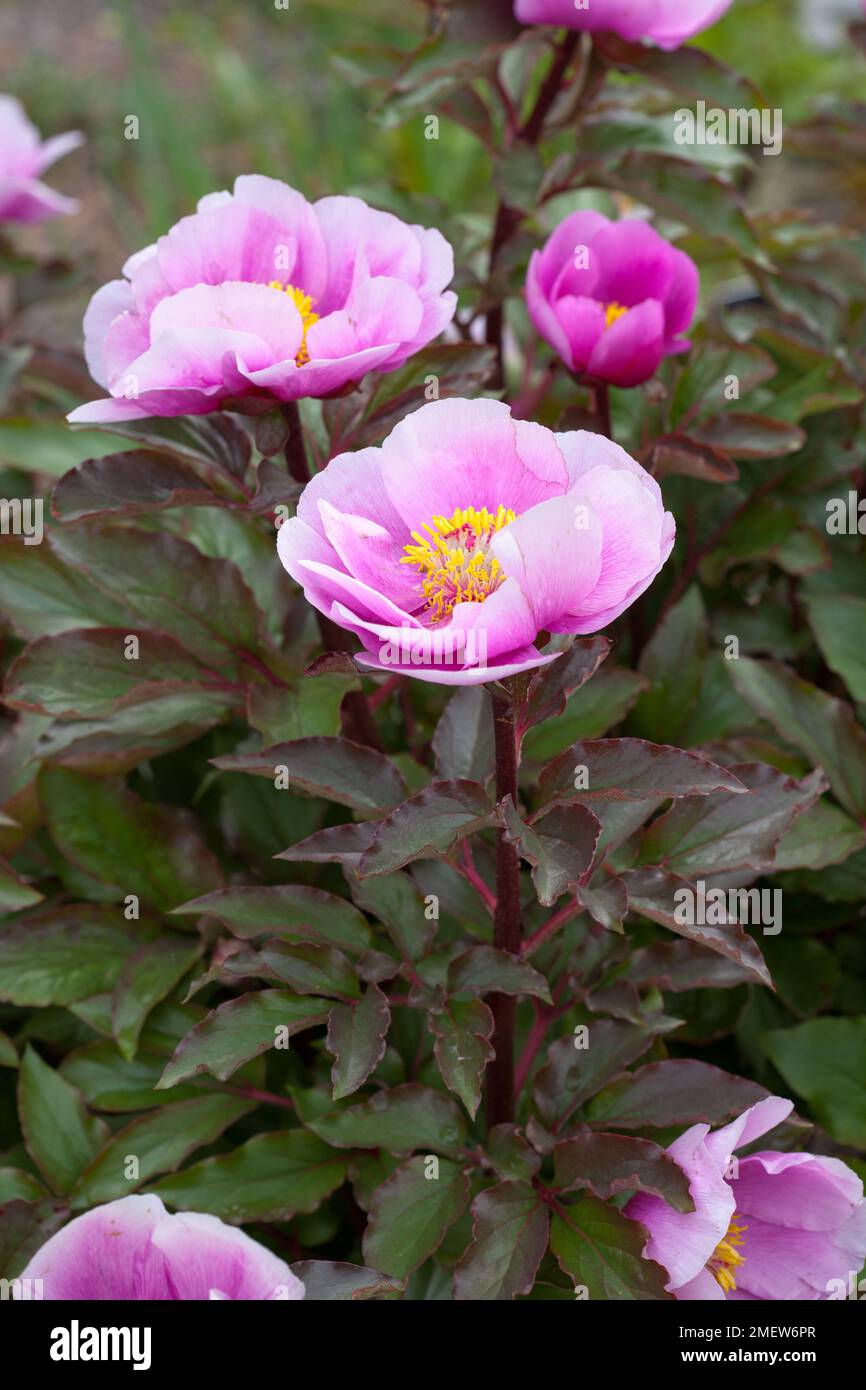 Paeonia mascula subsp russoi Stockfoto