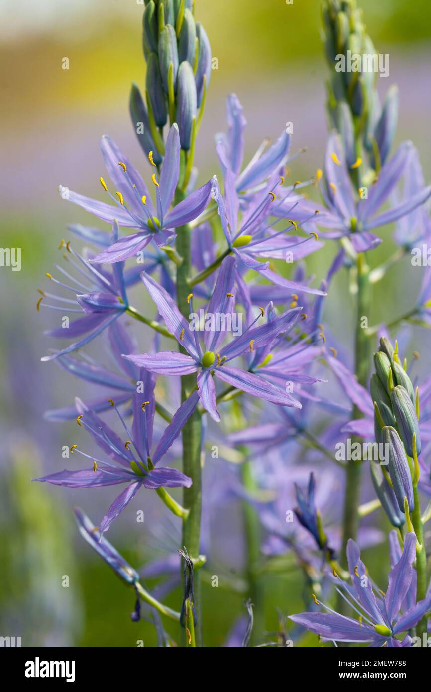 Camassia Cusickii Stockfoto