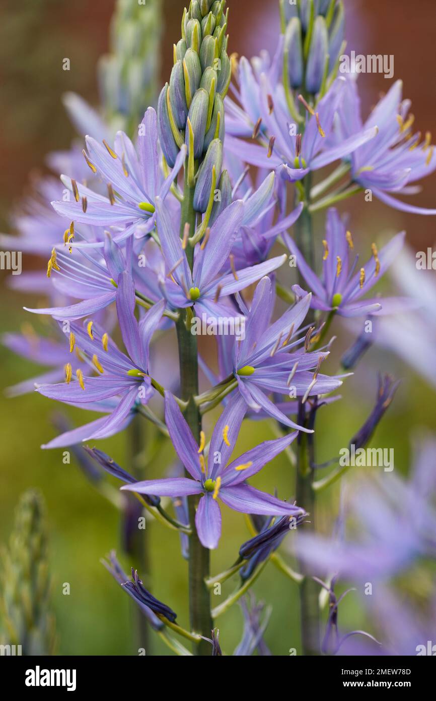 Camassia Cusickii Stockfoto