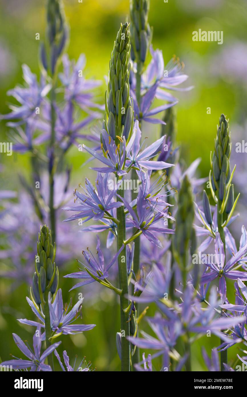 Camassia Cusickii Stockfoto