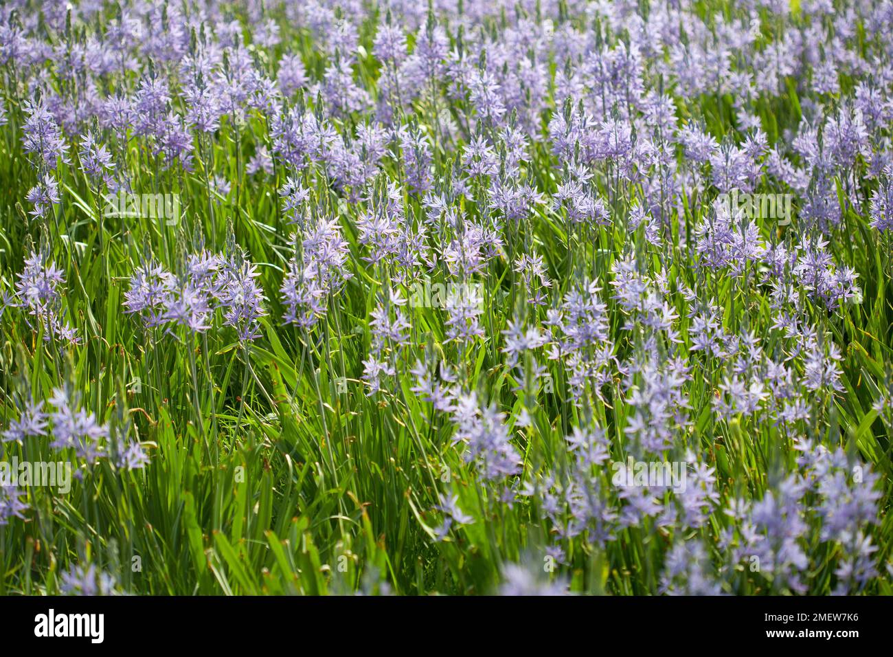 Camassia Cusickii Stockfoto