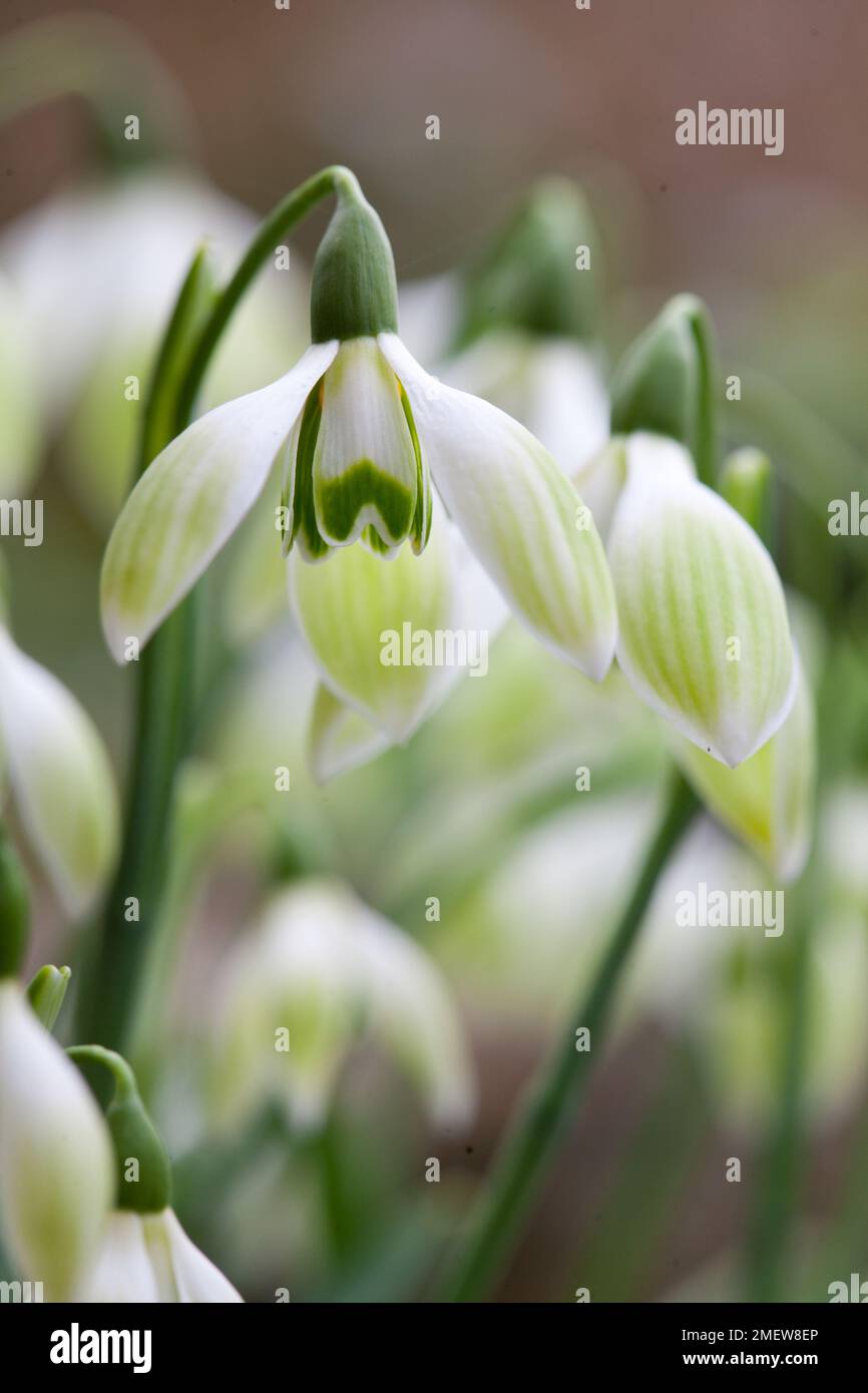 Galanthus „Cowhouse Green“ Stockfoto