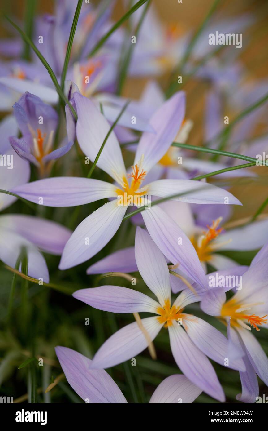 Crocus veneris Stockfoto