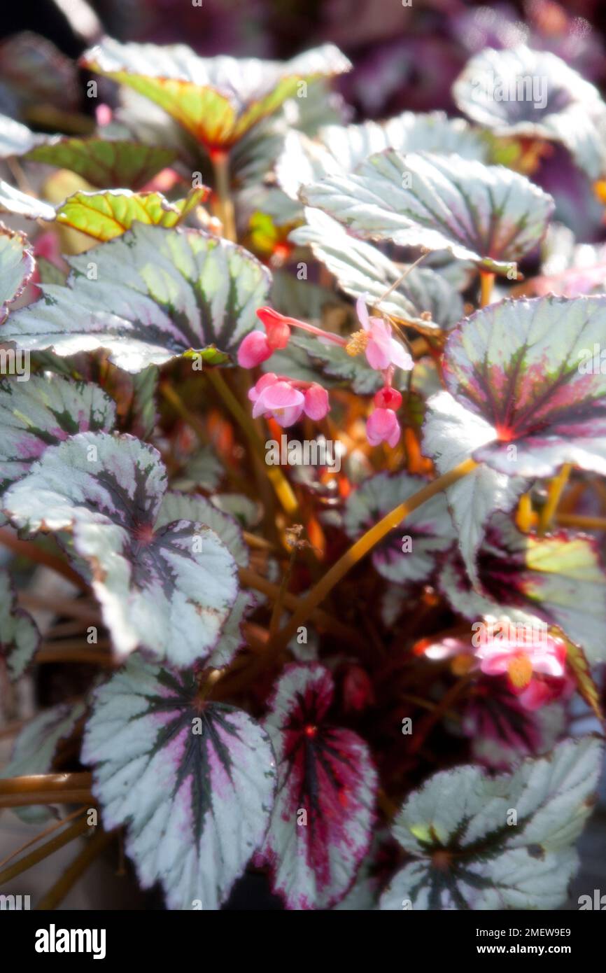 Begonia „Abendglühen“ Stockfoto