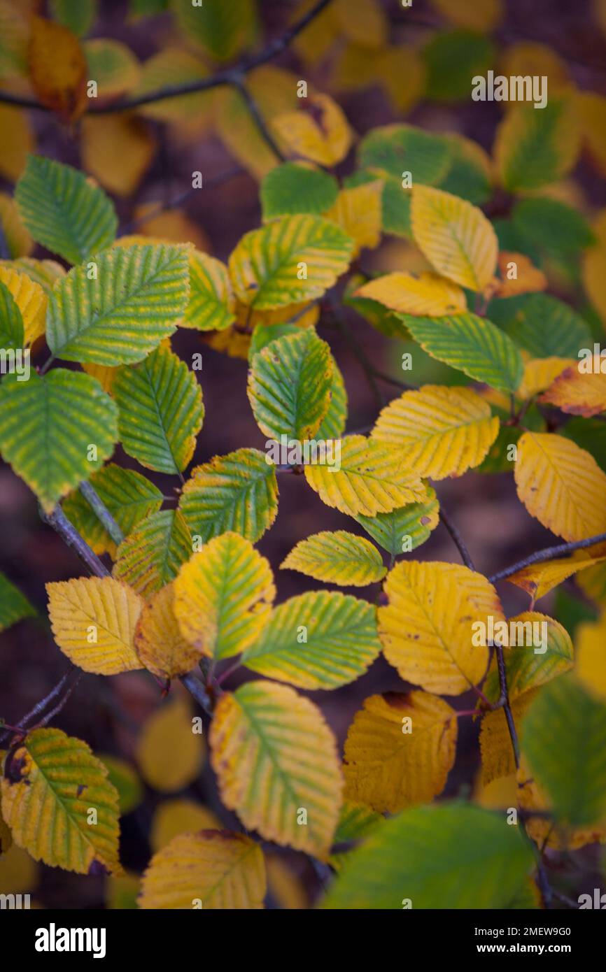 Sorbus alnifolia Stockfoto