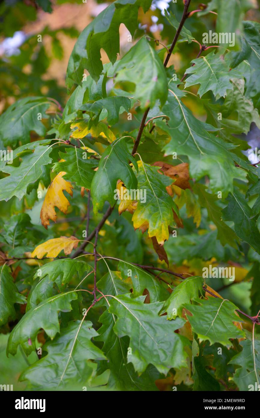 Quercus Rubra 'Aurea' Stockfoto